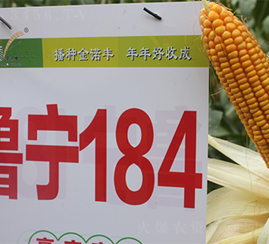 ����184-���׷N��-���P(y��ng)�N�I(y��)