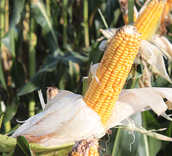 �K��40-���׷N��-���P�N�I(y��)