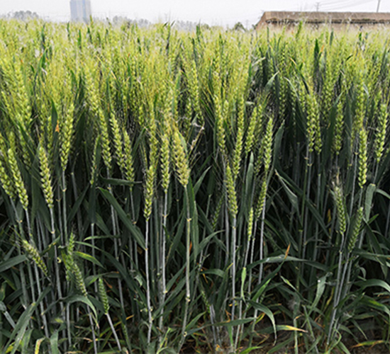 ����1718-С���N��-��(r��n)�P(y��ng)�N�I(y��)