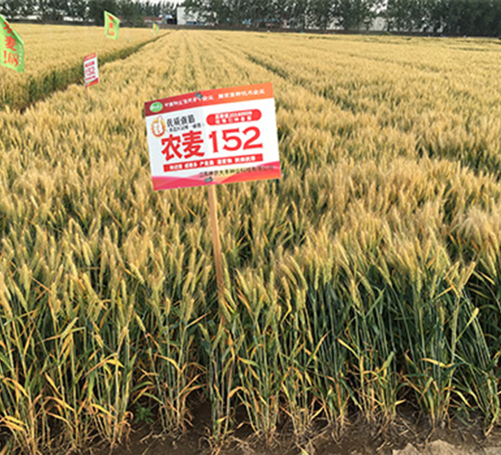 �r(n��ng)��152-С���N��-���P�N�I(y��)