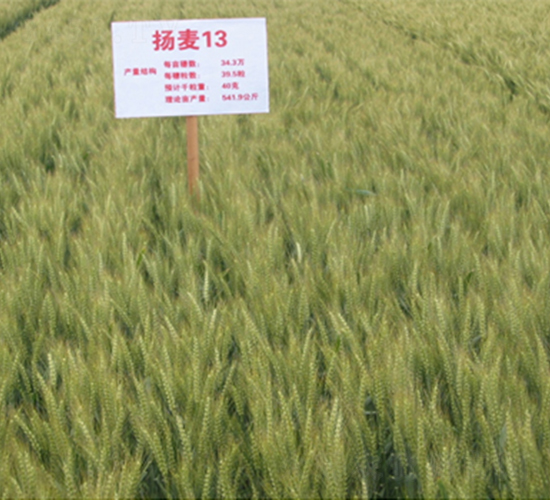 �P��13-С���N��-���P�N�I(y��)