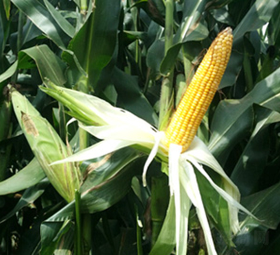 ���r���A356-���׷N��-�󾩾ŷN�I(y��)