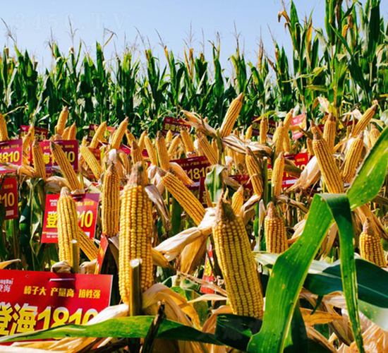 �Ǻ�1810-���׷N��-���r(n��ng)�N�I(y��)