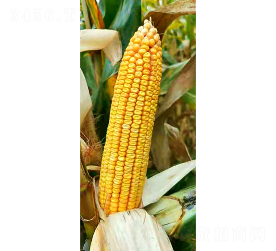 �S��191-���׷N��-���r�N�I(y��)