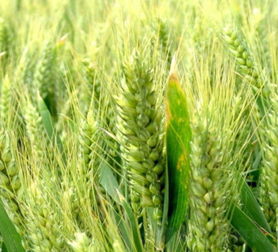 ����5265-С���N��-��(r��n)�r(n��ng)�N�I(y��)