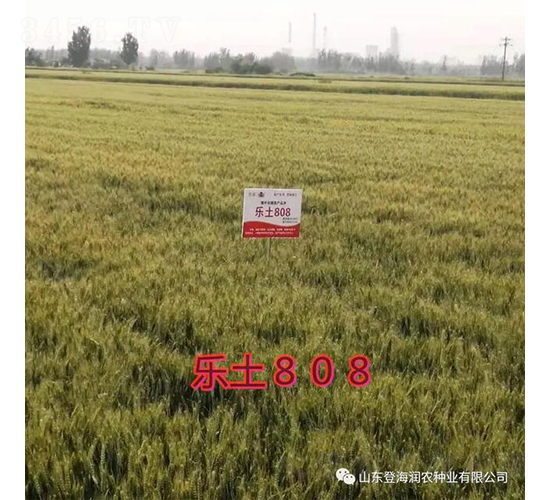 ����808-С���N��-���r(n��ng)�N�I(y��)