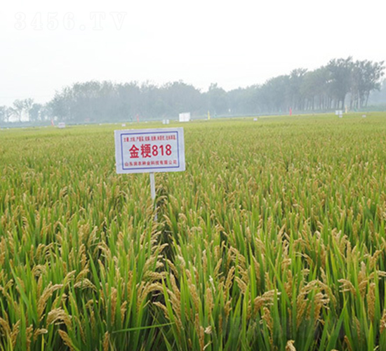 ��818-ˮ���N��-���r�N�I(y��)