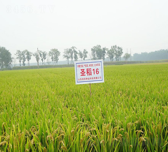 ʥ��16-ˮ���N��-��(r��n)�r(n��ng)�N�I(y��)