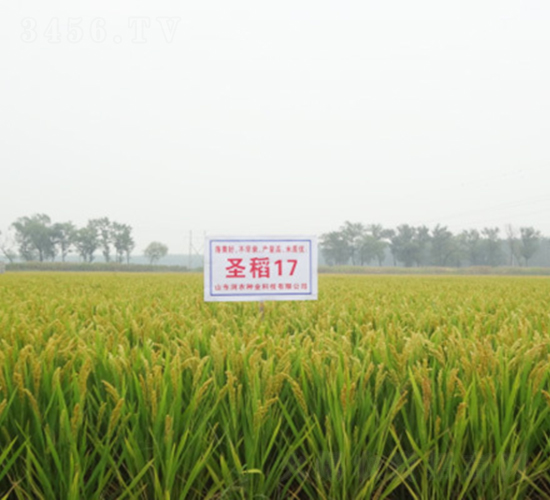 ʥ��17-ˮ���N��-��(r��n)�r(n��ng)�N�I(y��)