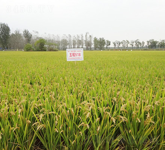 ��518-ˮ���N��-��(r��n)�r(n��ng)�N�I(y��)