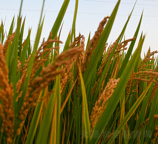 ��(r��n)�r(n��ng)303-ˮ���N��-��(r��n)�r(n��ng)�N�I(y��)