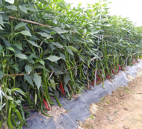 ����102-�����N��-��(y��u)�Π�����