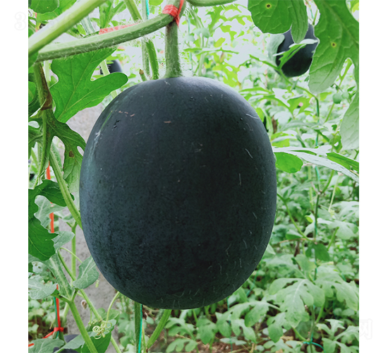 �YƷ����īС��-���ϷN��-��(y��u)�Π�����