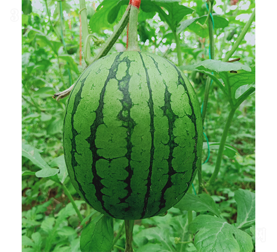 �YƷ���ϲʺ���-���ϷN��-��(y��u)�Π�����