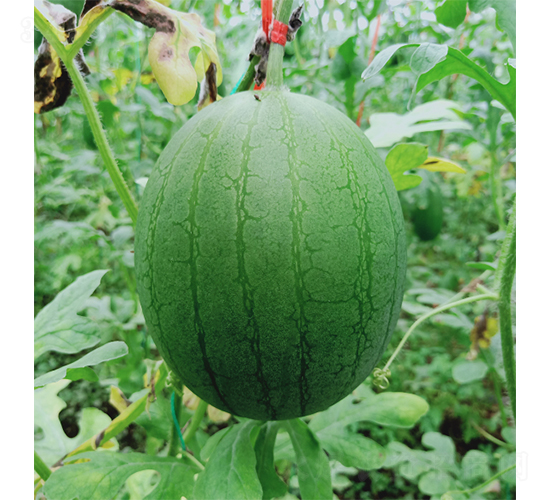 �YƷ��������ͮ-���ϷN��-��(y��u)�Π�����