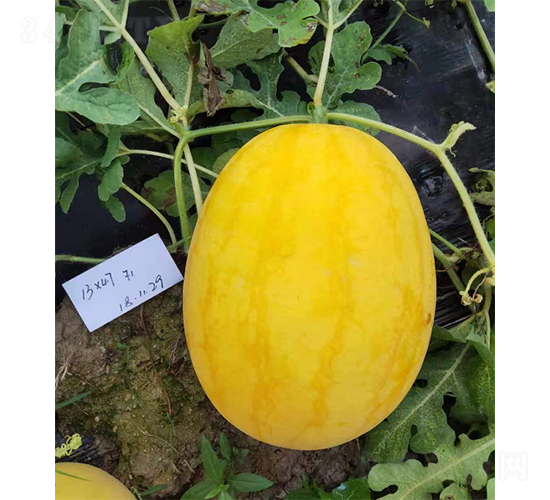 �YƷ������â-���ϷN��-��(y��u)�Π�����