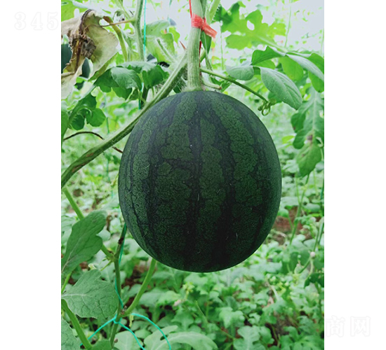 �YƷ������ͮ-���ϷN��-��(y��u)�Π�����