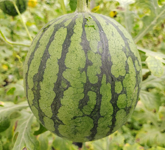 �YƷ���ψA���-���ϷN��-��(y��u)�Π�����