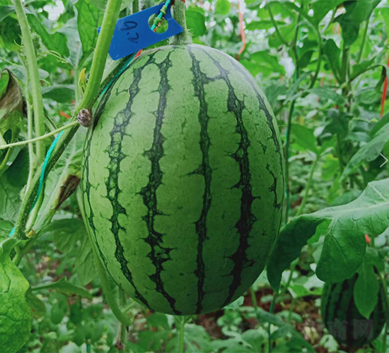 �YƷ��������-���ϷN��-��(y��u)�Π�����