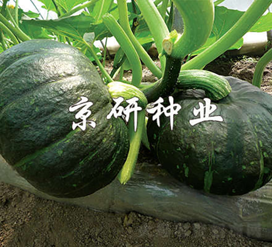 ������ī��-�ϹϷN��-���зN�I(y��)