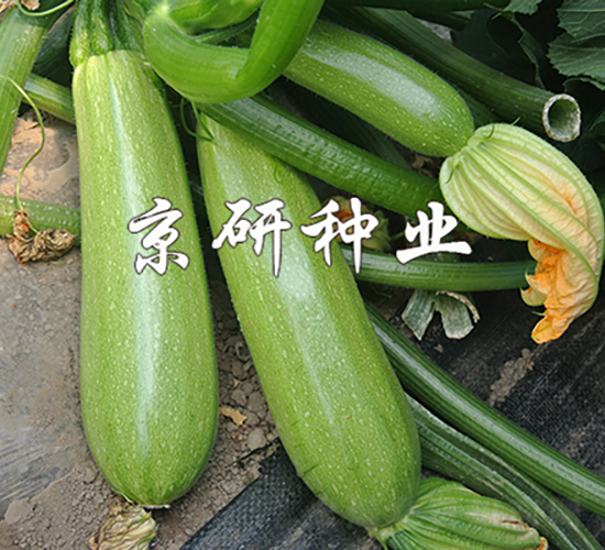 ����11̖(h��o)-�����J�N��-���зN�I(y��)