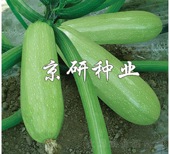 ����CRV3-�����J�N��-���зN�I(y��)