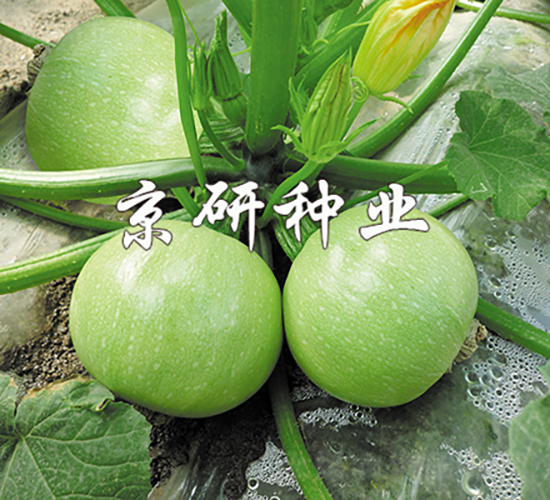 ����2̖(h��o)-�����J�N��-���зN�I(y��)