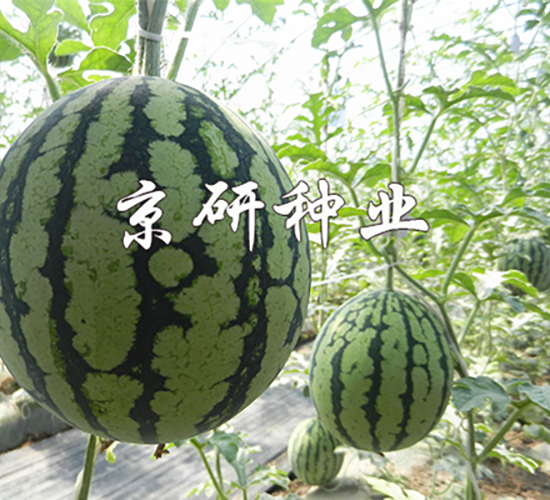 ����4K-���ϷN��-���зN�I(y��)