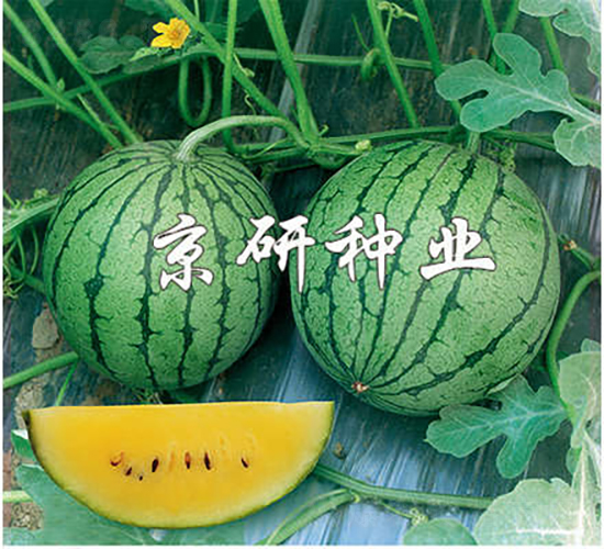 ���@-���ϷN��-���зN�I(y��)