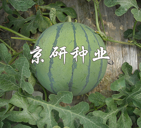 ���P-���ϷN��-���зN�I(y��)