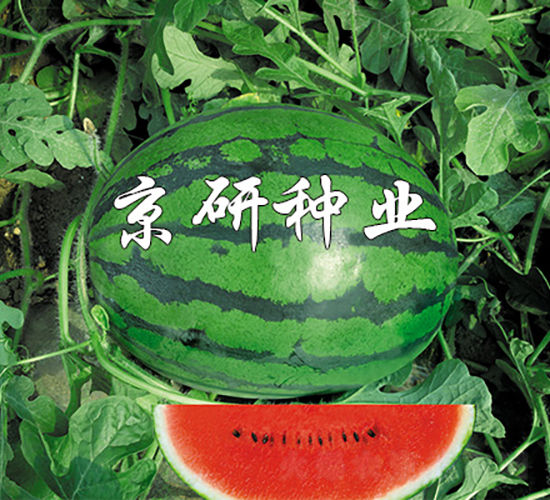 ����-���ϷN��-���зN�I(y��)