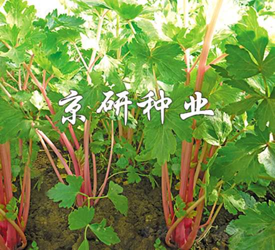 �ϗU1̖-�۲˷N��-���зN�I(y��)