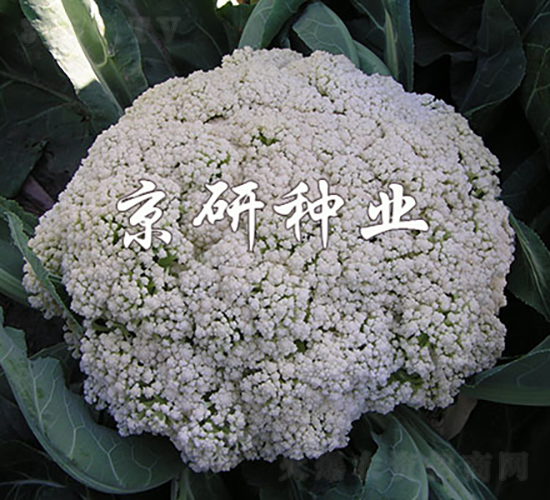 ����1̖(h��o)-��Ҭ�˷N��-���зN�I(y��)