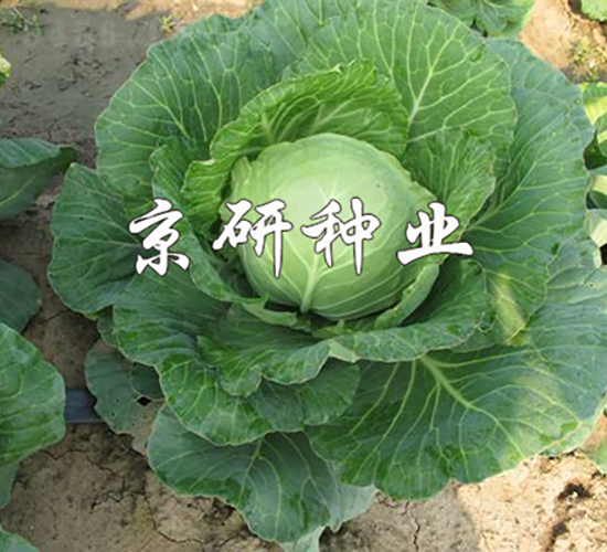 ����1̖(h��o)-���{(l��n)�N��-���зN�I(y��)