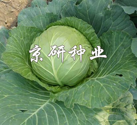 ����2̖-���{(l��n)�N��-���зN�I(y��)