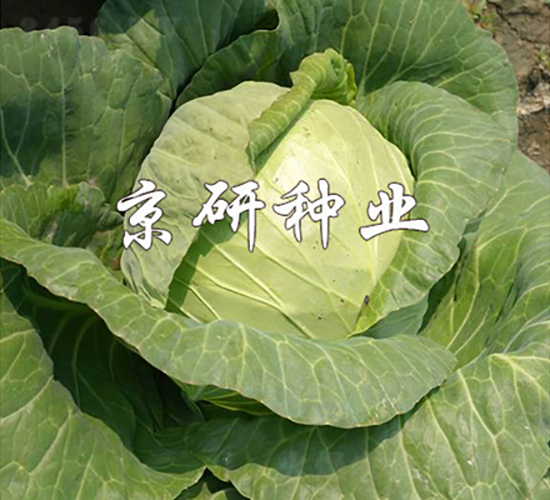 ����161-���{(l��n)�N��-���зN�I(y��)