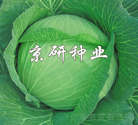 ���11-���{(l��n)�N��-���зN�I(y��)