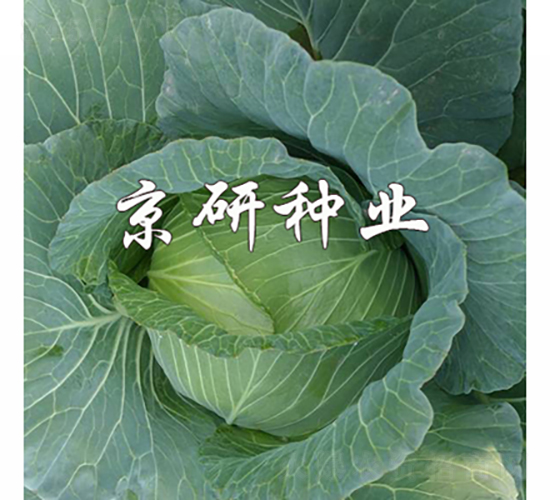 ���14-���{(l��n)�N��-���зN�I(y��)