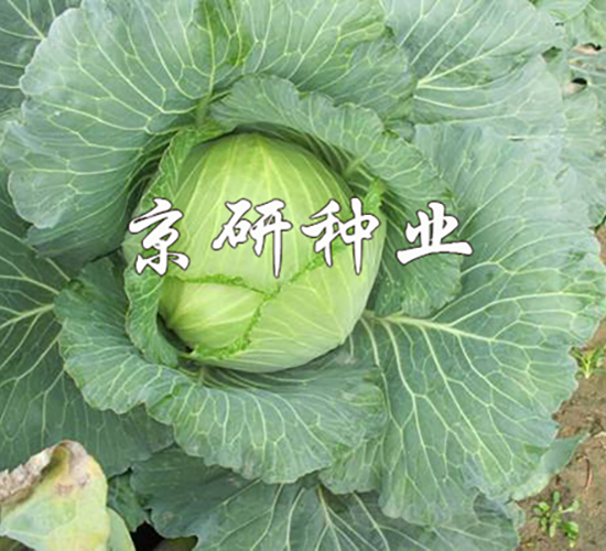 ���17-���{(l��n)�N��-���зN�I(y��)