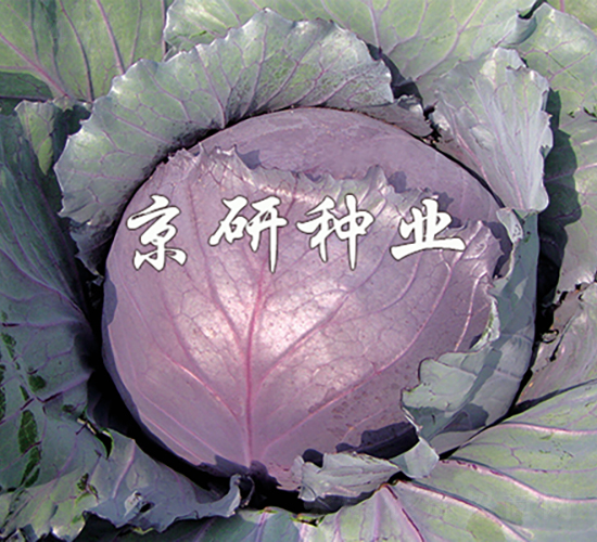 �ϸ�1̖-���{�N��-���зN�I(y��)