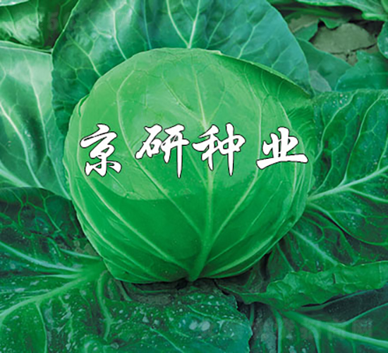 ���{1̖-���{�N��-���зN�I(y��)