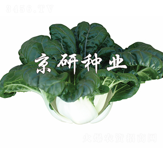 ����2̖(h��o)-�Ͳ˷N��-���зN�I(y��)