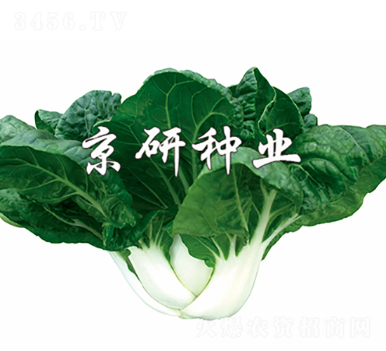 �̰�4̖-�Ͳ˷N��-���зN�I(y��)