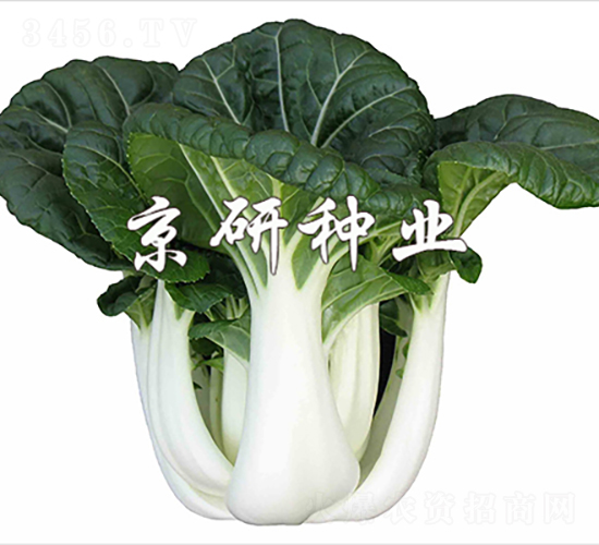 ���̰�3̖(h��o)-�Ͳ˷N��-���зN�I(y��)