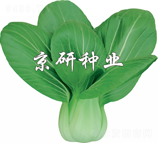 ����2̖-�Ͳ˷N��-���зN�I(y��)