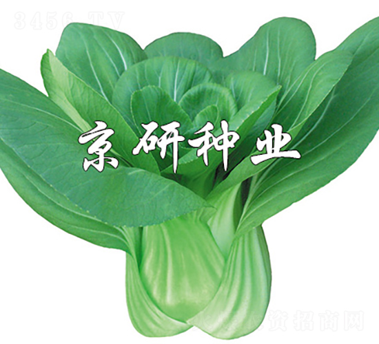 ����3̖(h��o)-�Ͳ˷N��-���зN�I(y��)