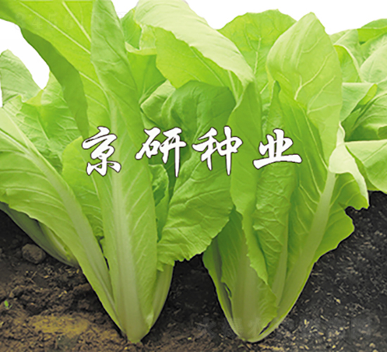 �����S�~-�ײ˷N��-���зN�I(y��)