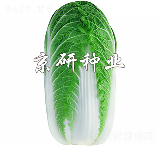 ������3̖-�ײ˷N��-���зN�I(y��)