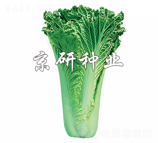 ����75̖(h��o)-�ײ˷N��-���зN�I(y��)