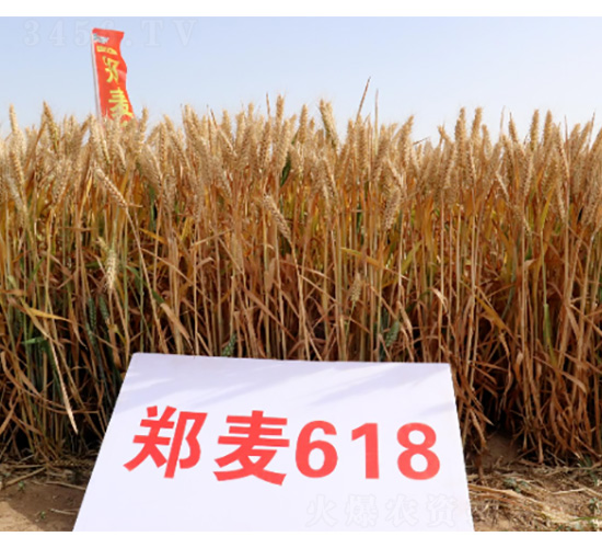 ����618-С���N��-���S�N�I(y��)